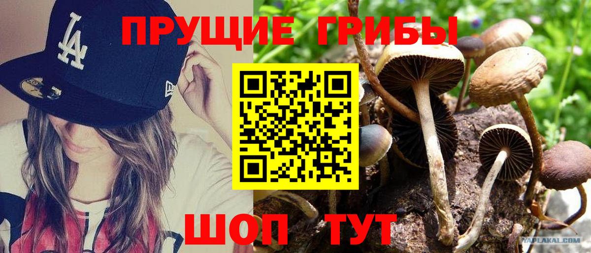 Уварово  Псилоцибиновые грибы Psilocybine cubensis  Вход с VPN 